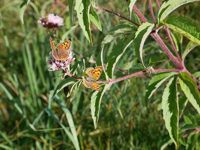 Rando pédestre - Circuit du Lac