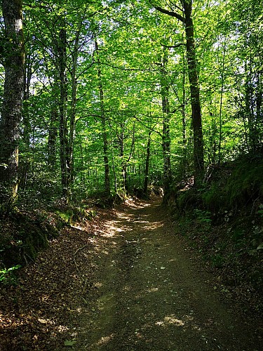 Rando pédestre - La Forêt