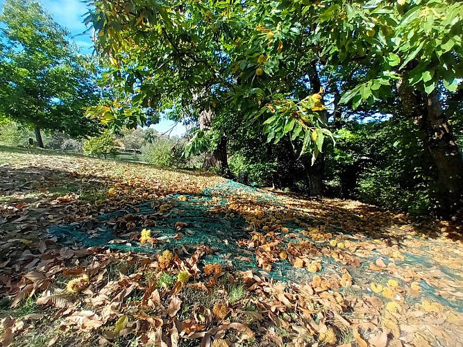 Hiking trail - The Treasures of the Upper Célé River