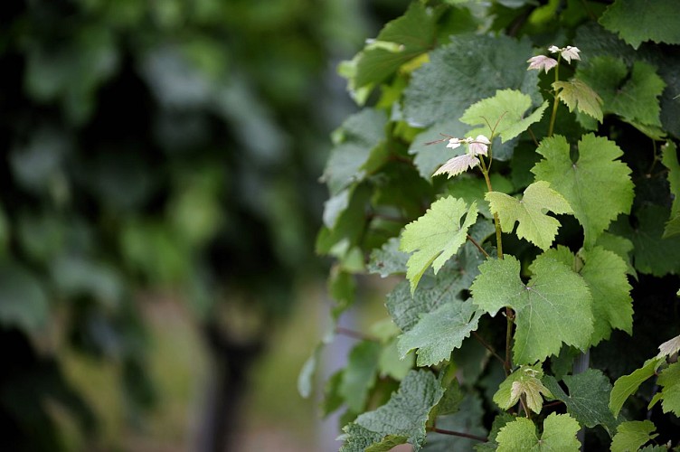 VAUCHRÉTIEN - 72 - LE GRAND LUMA