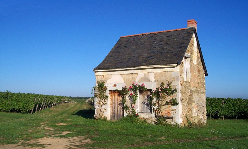BRISSAC-QUINCE - 70 - CIRCUIT DES CABANES DE VIGNES