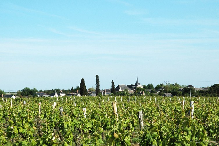 BRISSAC-QUINCE - 70 - CIRCUIT DES CABANES DE VIGNES