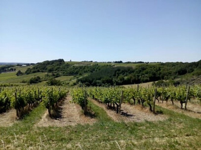 SAINT-AUBIN-DE-LUIGNÉ - 43 - LE GRAND BEAUVAIS