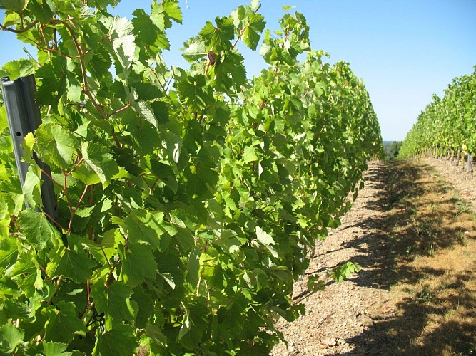 CHALONNES-SUR-LOIRE - 22 - DE L'ARMANGÉ AU JEU