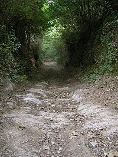 SAINT-GERMAIN-DES-PRES - 15 - LE CHÊNE VERT