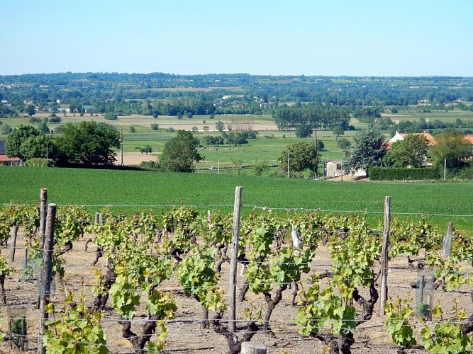 Randonnée "Des moulins à la vigne"