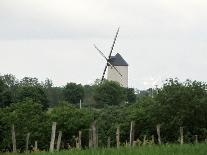 Randonnée "Des moulins à la vigne"