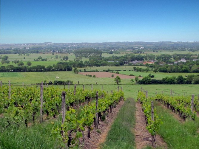 Randonnée "Des moulins à la vigne"