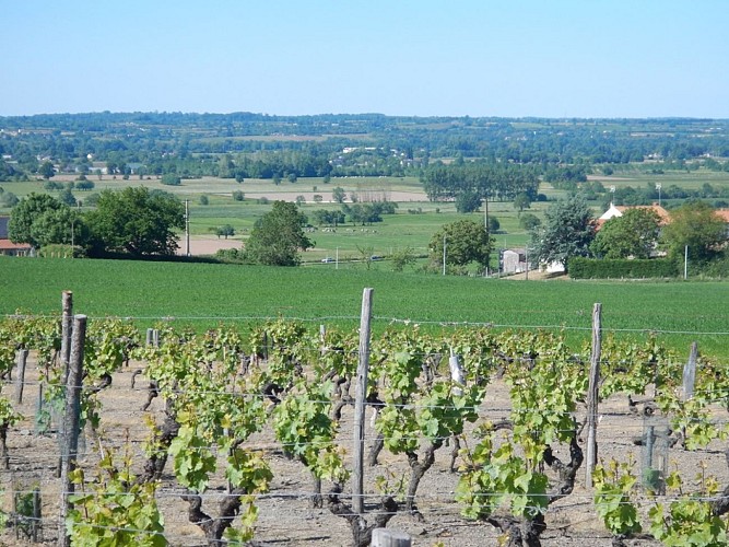 Randonnée "Des moulins à la vigne"