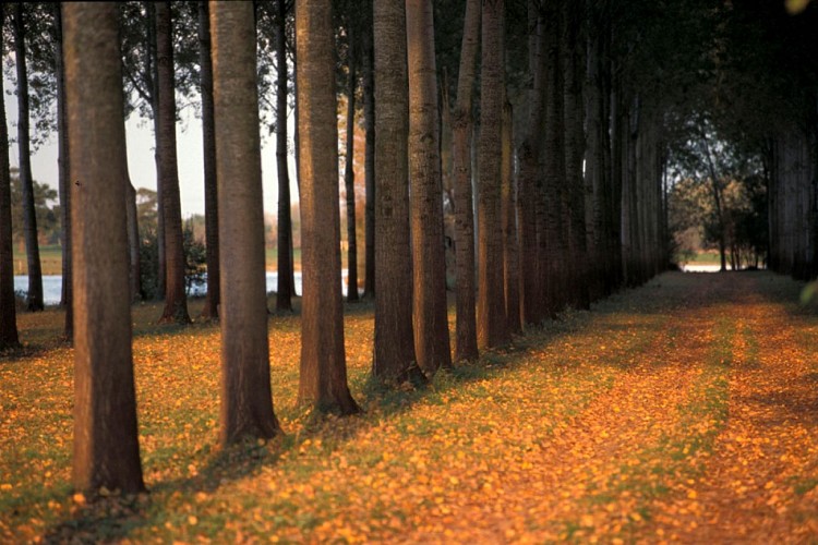 Randonnée "Le bois de la Boulaie"