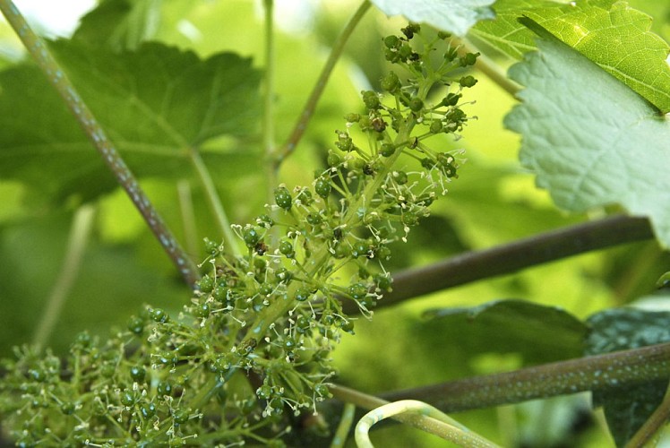 SENTIER D'INTERPRÉTATION DU VIGNOBLE DE L'AUBANCE : LA VIGNE AU FIL DU TEMPS