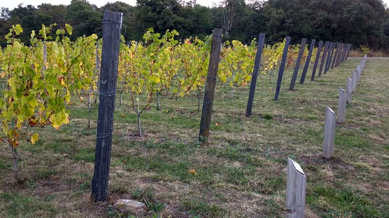 SENTIER D'INTERPRÉTATION DU VIGNOBLE DE L'AUBANCE : LA VIGNE AU FIL DU TEMPS