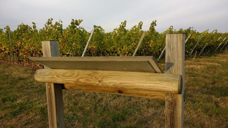 SENTIER D'INTERPRÉTATION DU VIGNOBLE DE L'AUBANCE : LA VIGNE AU FIL DU TEMPS