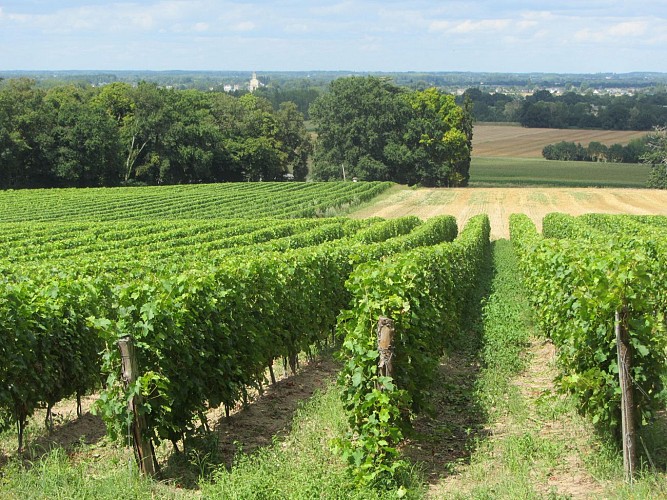 SENTIER D'INTERPRÉTATION DU VIGNOBLE DE L'AUBANCE : VIGNOBLE ET PATRIMOINE