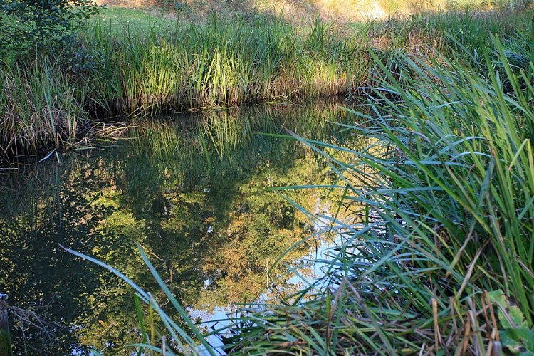 Randonnée "La coulée de la Divatte"