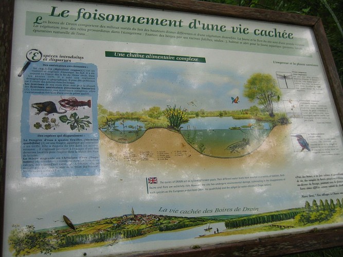 Balade découverte des boires de Drain