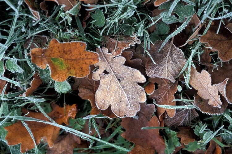 Randonnée "De la forêt à la lande"