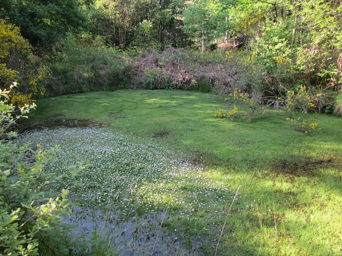 Randonnée "De la forêt à la lande"