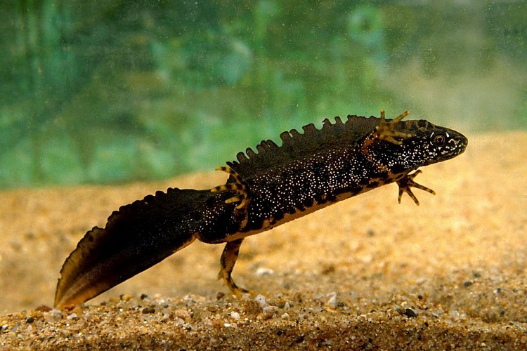 Randonnée "De la forêt à la lande"