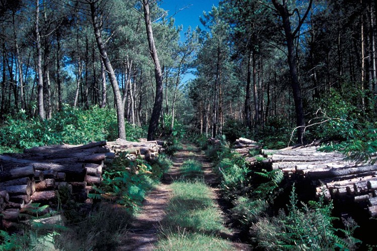 Randonnée "De la forêt à la lande"
