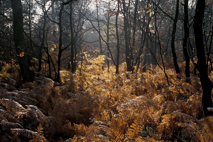 Randonnée "De la forêt à la lande"