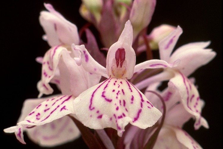 Randonnée "De la forêt à la lande"