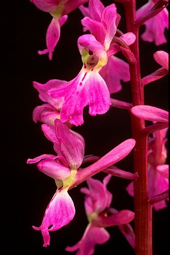 Randonnée "De la forêt à la lande"