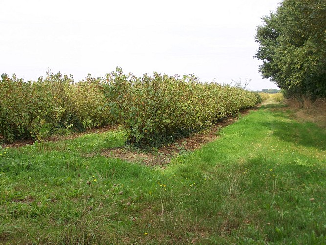 Randonnée "Les Hauts du Doré"