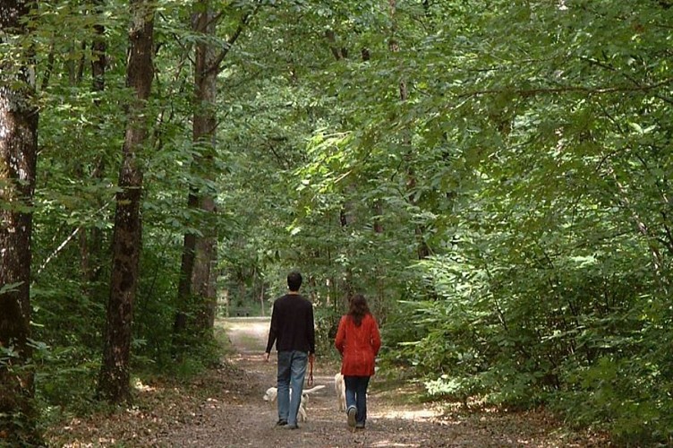 DÉCOUVERTE DU BOIS DE LA JEUNERIE A BRISSARTHE