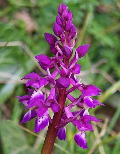 Randonnée "Du buis à la Trézenne"