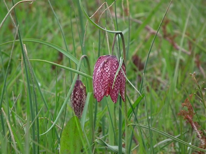 Randonnée "Du buis à la Trézenne"