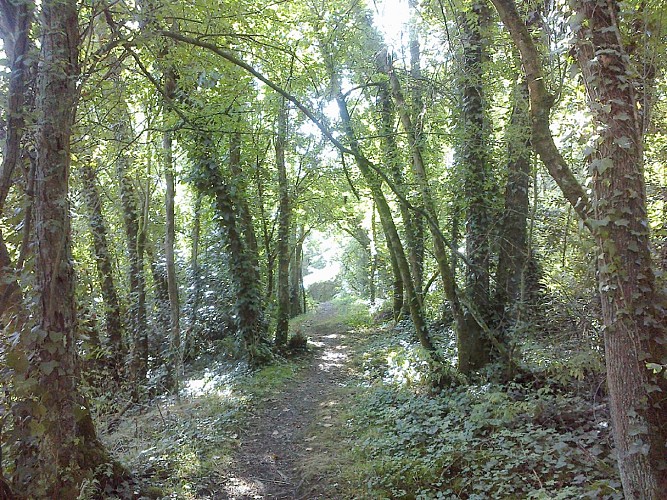 GR®3 La Loire sauvage à pied