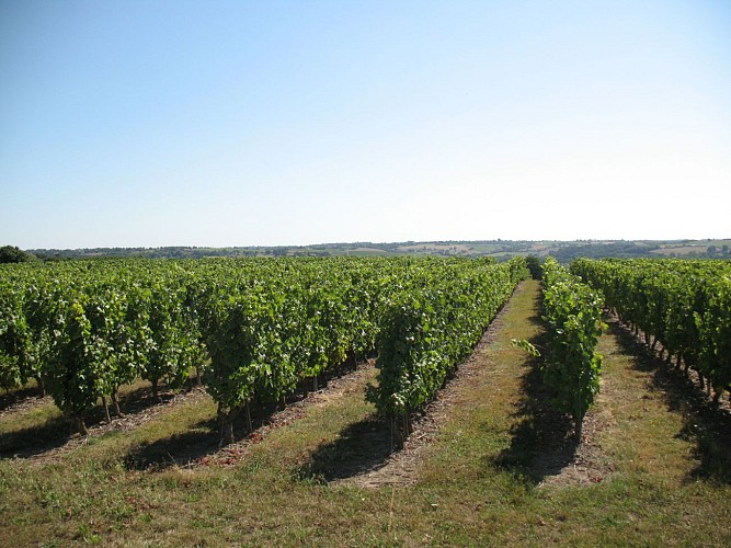 SAINT-AUBIN-DE-LUIGNÉ - 42 - CHAUME