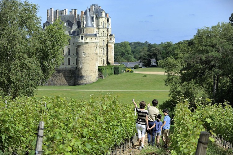 Route des vins - Château de Brissac et vignoble de l'Aubance