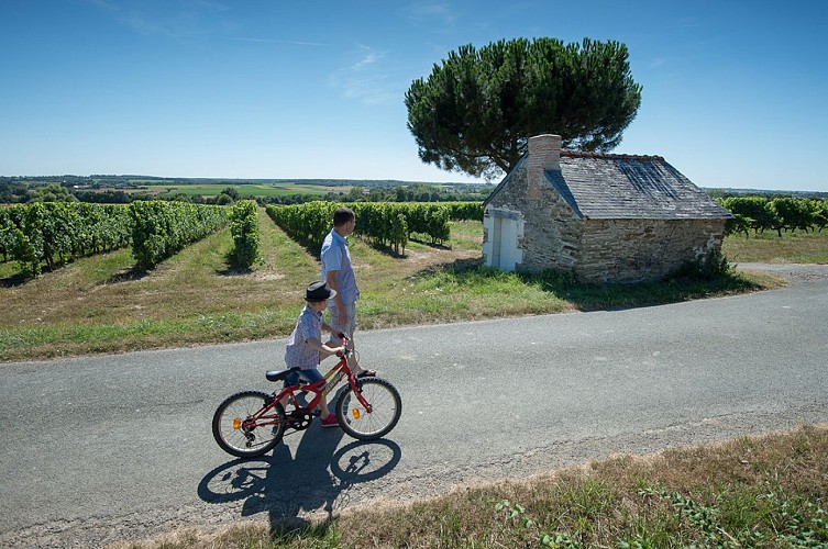 Route des vins - Château de Brissac et vignoble de l'Aubance