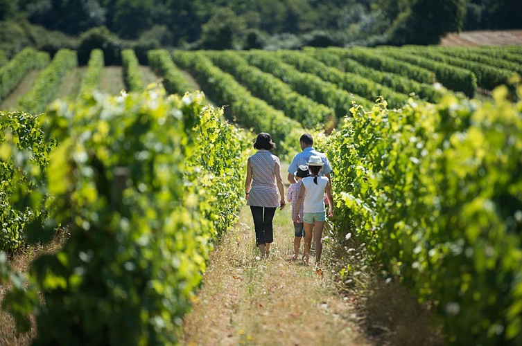 Route des vins - Château de Brissac et vignoble de l'Aubance