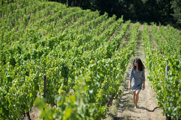 Route des vins - Château de Brissac et vignoble de l'Aubance
