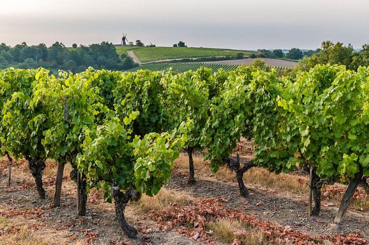 Route des vins - Coteaux et panoramas du Layon