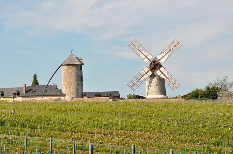 Route des vins - Loire sauvage et corniche angevine