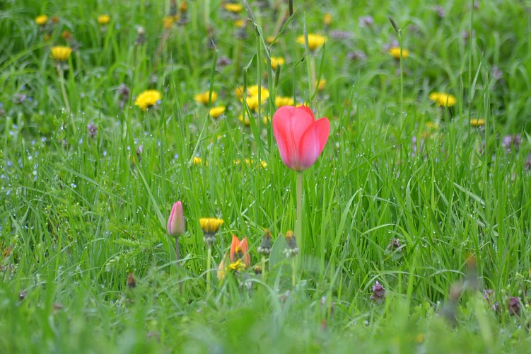 Randonnée "La croix Bourreau, la Brosse et l'Aunay Gontard"