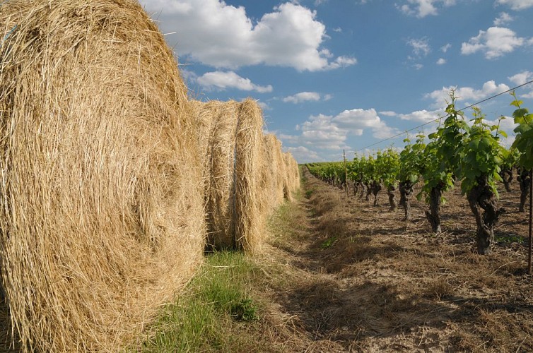 Randonnée "La cour"