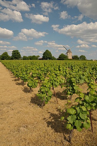 Circuit VTT "La Moine, entre granite et vignoble"