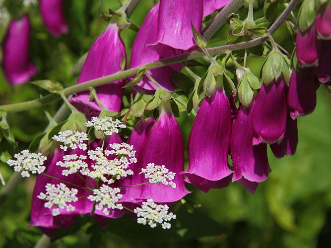 Circuit botanique du petit Aumarin