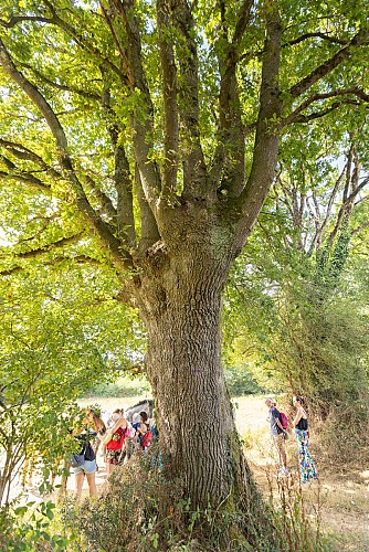 SENTIER DES CHÊNES LIÈGES