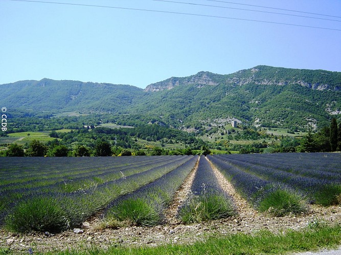 Les ruines de Béconne