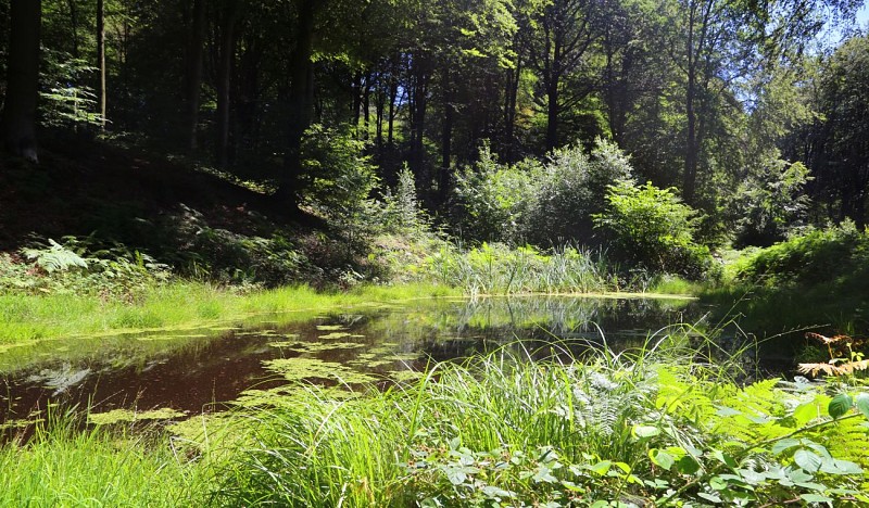Pivot-PED-Silly - Promenade des princes-6