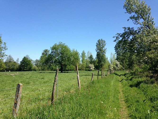 Balade de la coupure ornithologique de Bléharies