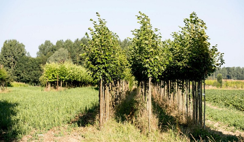 Pivot-PED-Brunehaut - Circuit des pépinières de Lesdain-7