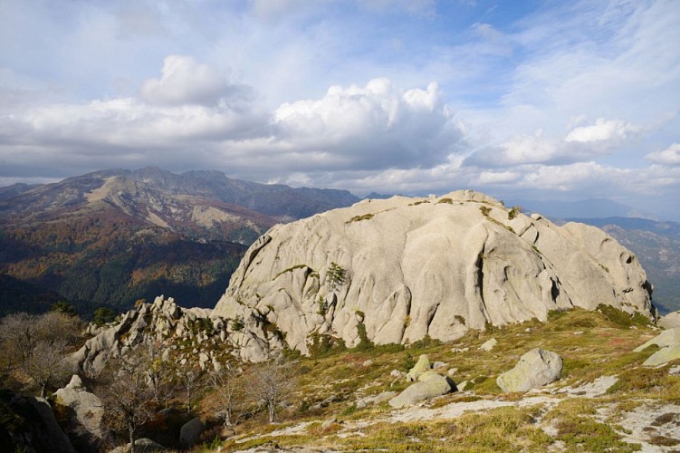 Devant la poule, un massif "drapé"