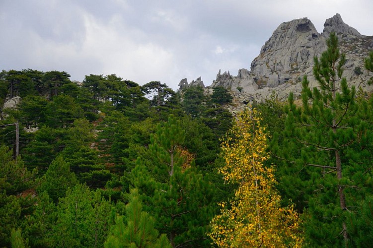 Corse- Région Fiumorbo- Verde- Massif Pta Bocca dell'Oro- Poule [nov2014]